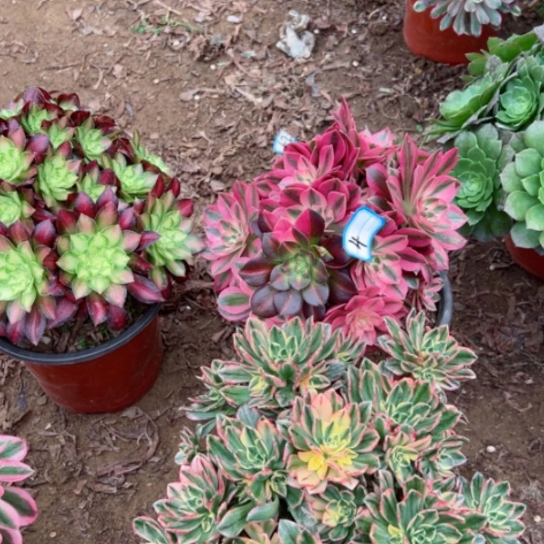 【闪购商品】浅**晴多肉植物两个4