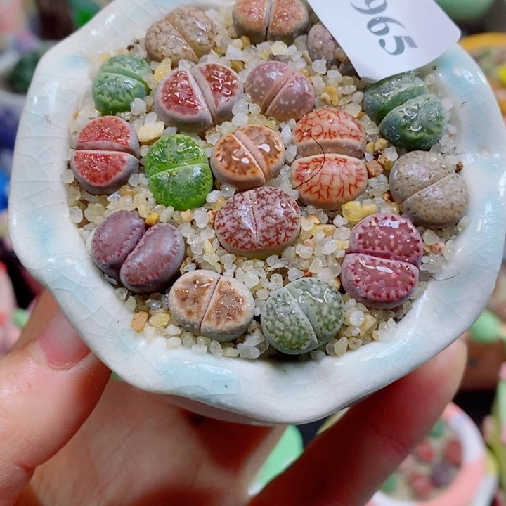 生石花花花花花花965