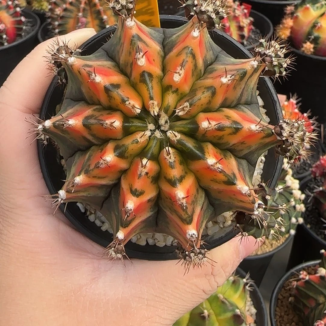 N16-0104泰国米哈橙虎斑