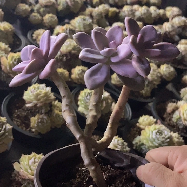 桃霜15106多肉植物