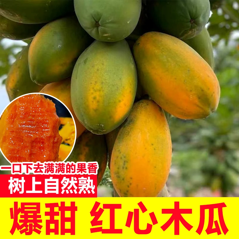 【官方补贴】正宗广东红心木瓜新鲜树上熟冰糖心木瓜包邮整箱批发