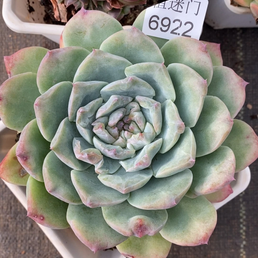 薄***@杂交精品多肉6922~12厘米
