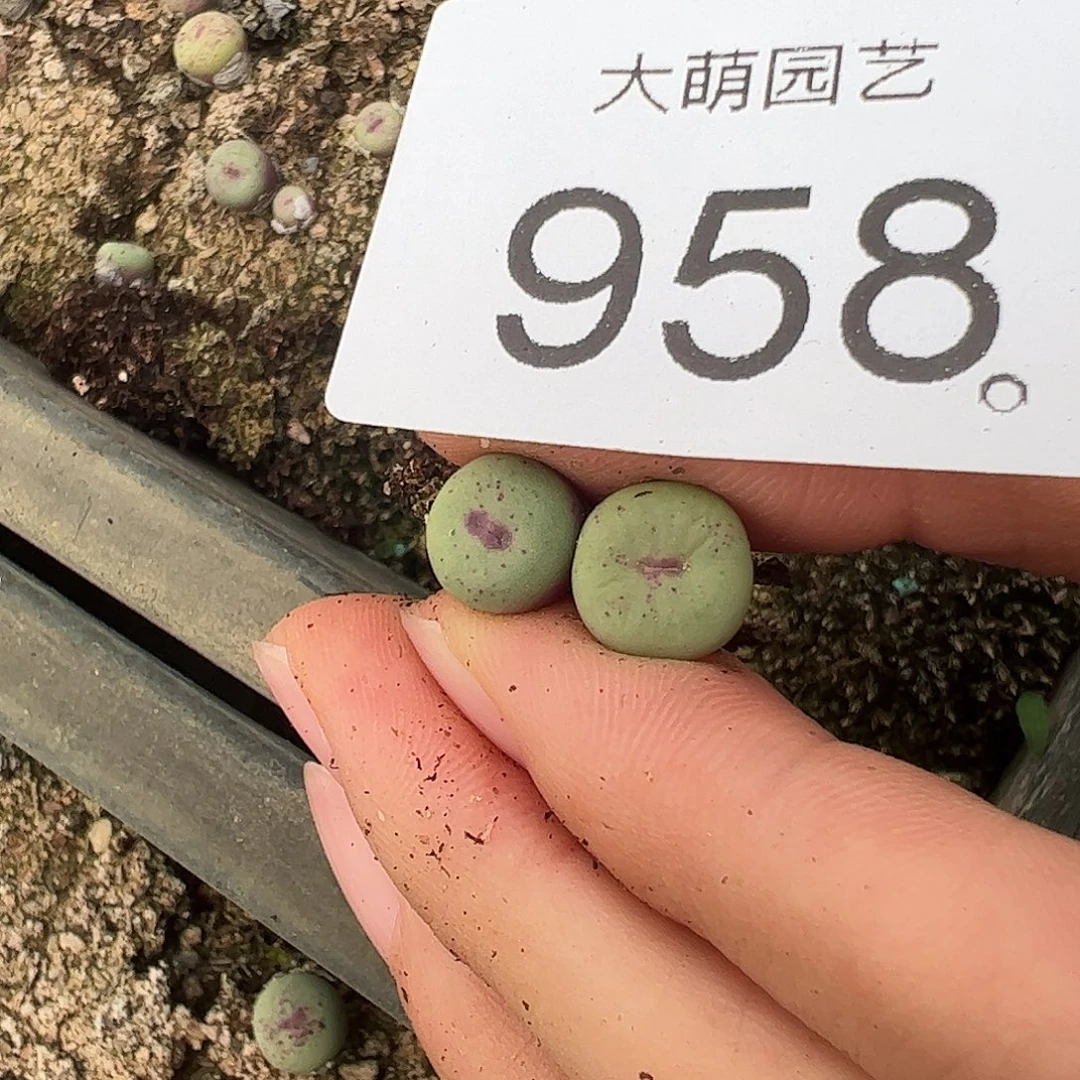 一物一拍。       958