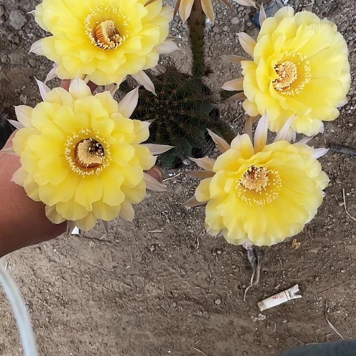 06脱盆土摘花发货