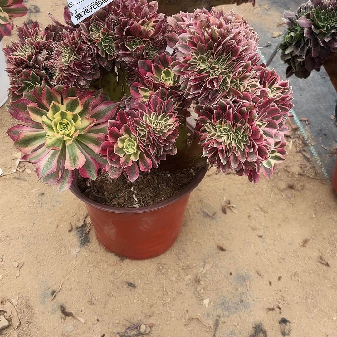 回*870粉女巫缀多肉植物