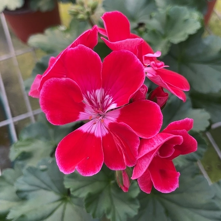 完全开放红宝石福利款