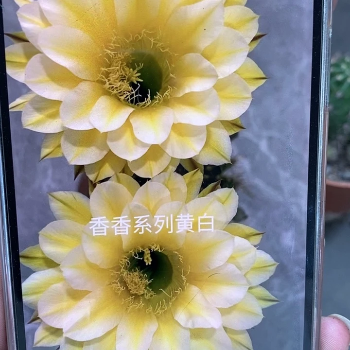香香29号侧芽3公分左右