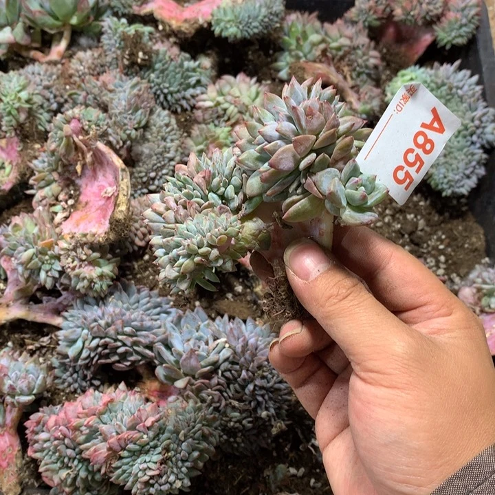 梦***里855 满28包邮脱土发货