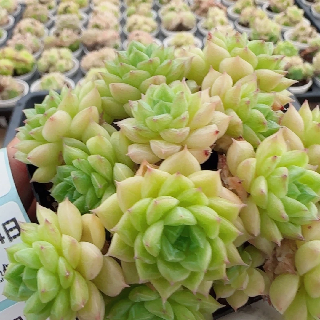 花语逸镜0624-39麦秆