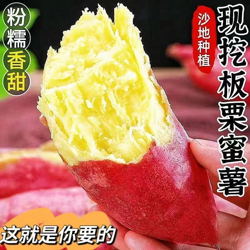 正宗黄心板栗红薯新鲜现挖软糯香甜粗粮代餐