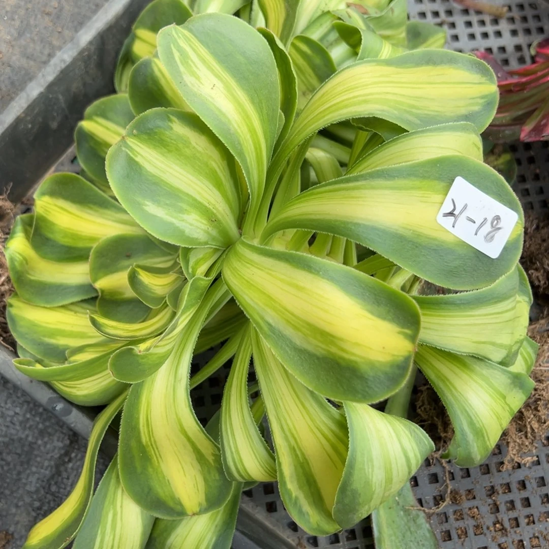 18暴君多肉多肉多肉