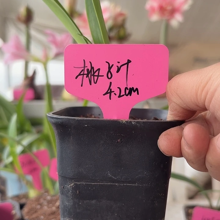 无花朵桃子汁朱顶红直径4.2