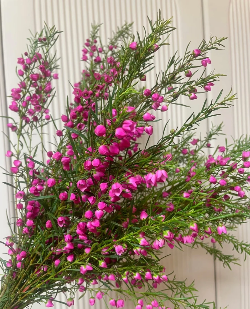 波罗尼亚鲜切花自然香氛氛围感花材室内装饰花束