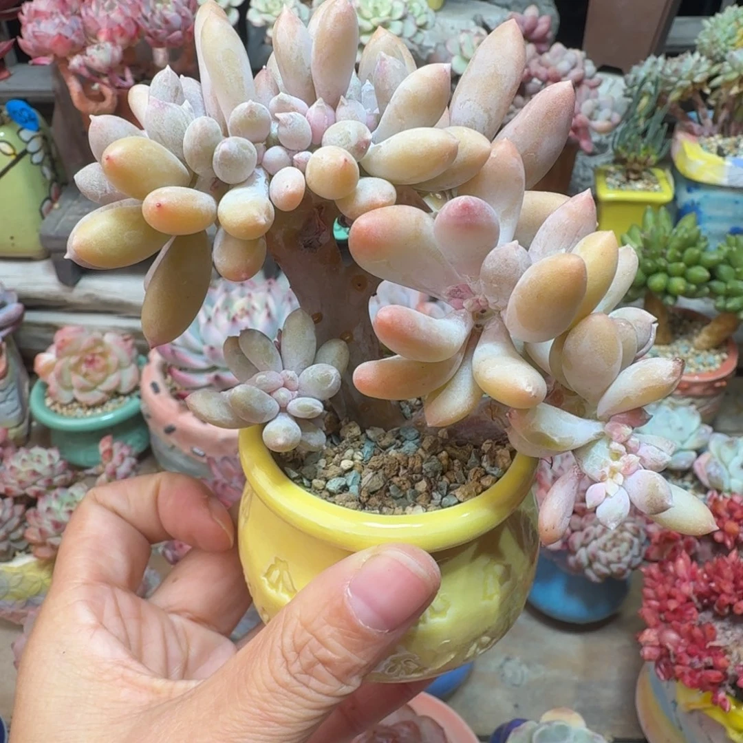 奶酪缀 多肉含盆土 一物一拍