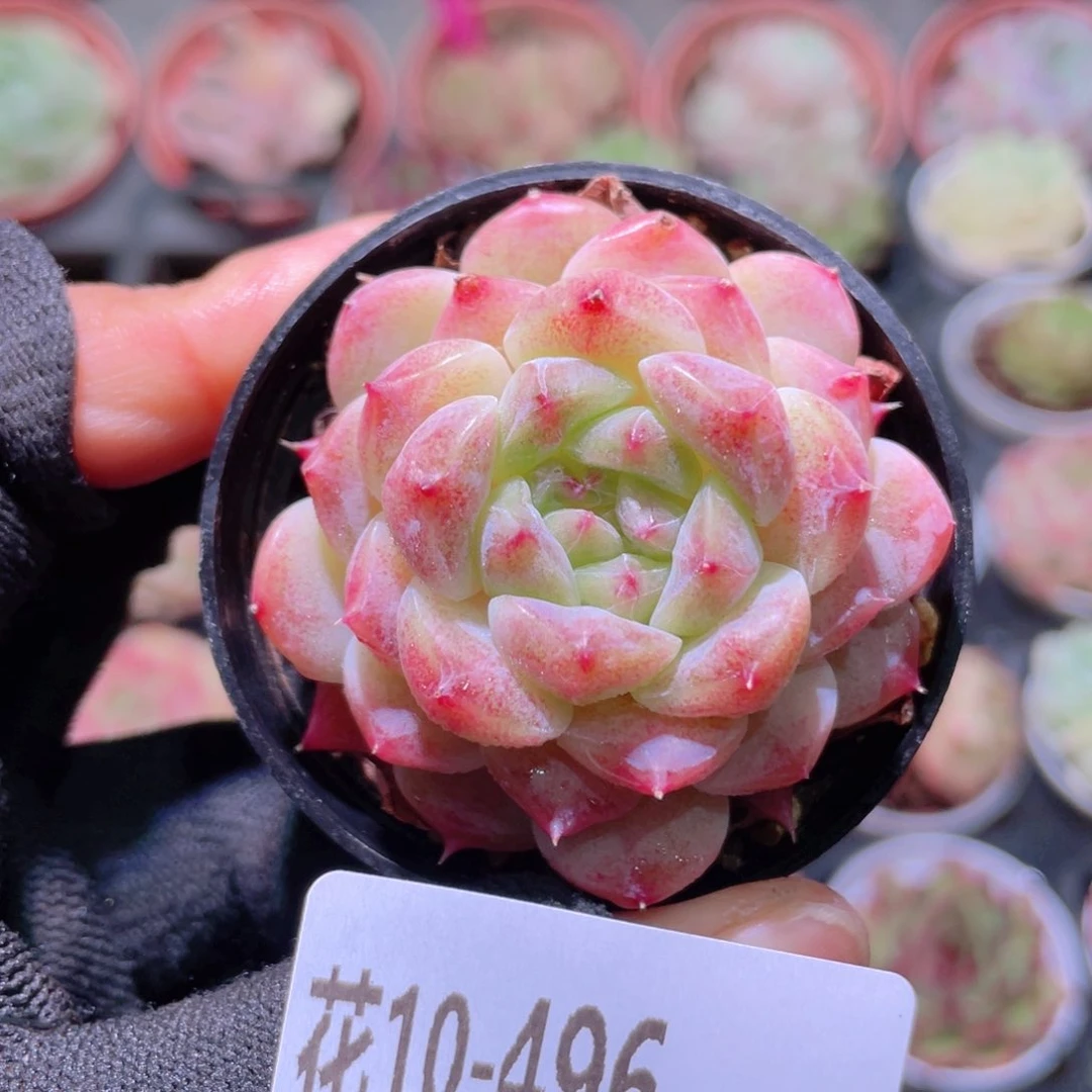 花利美10-496秘境冰魄