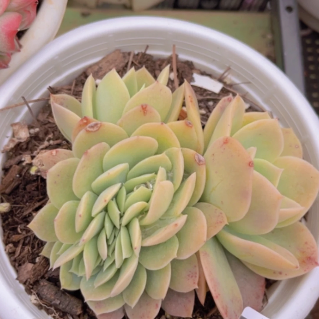 【闪购商品】星纳塔缀03223