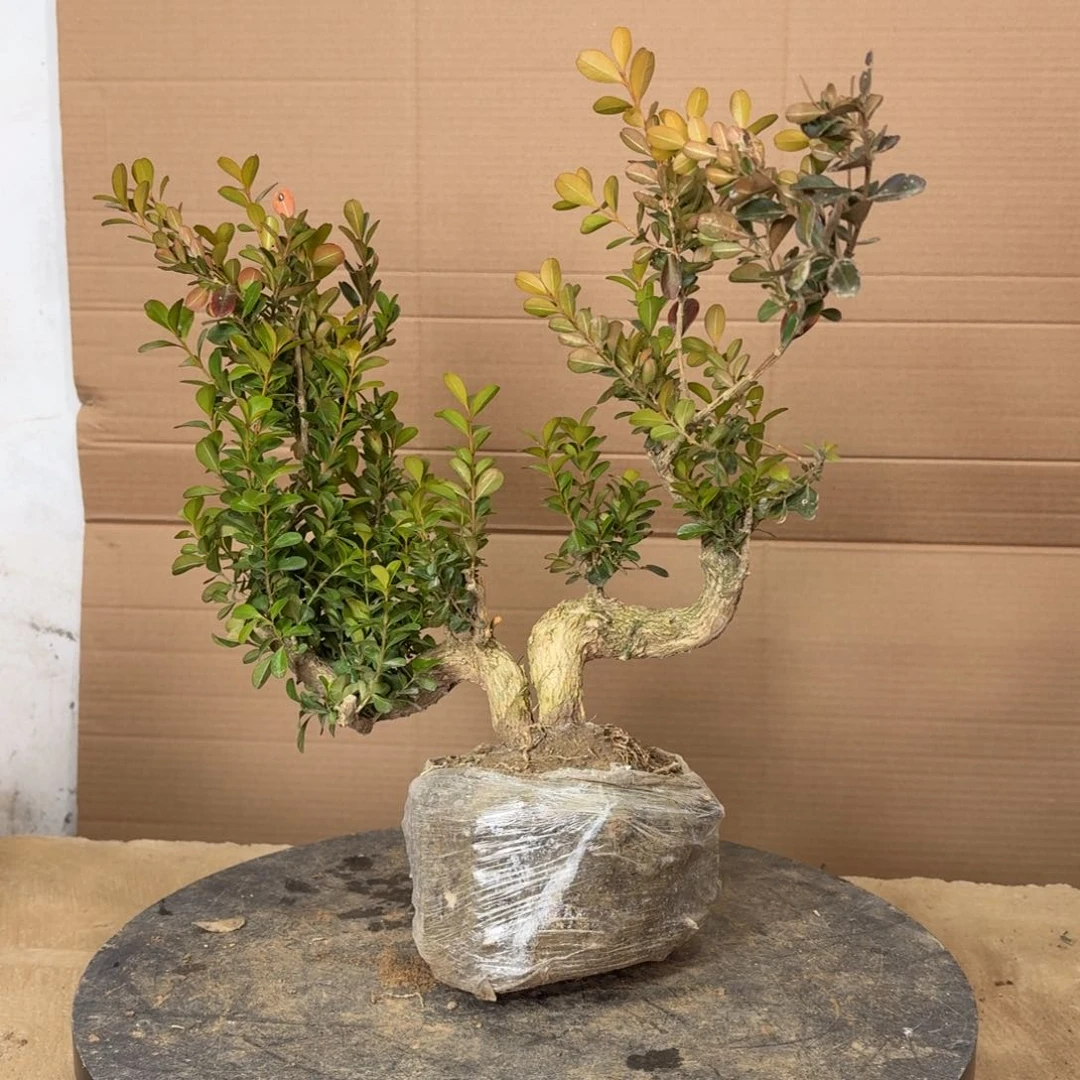 完全开放瓜子黄杨