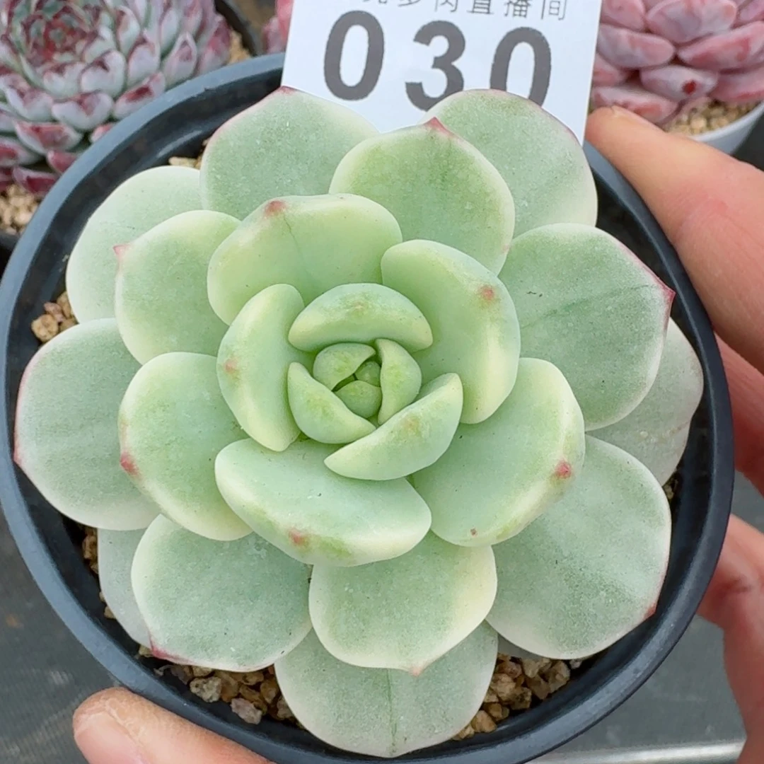 香草锦          摇身一变高富帅，一夜暴富动作快
