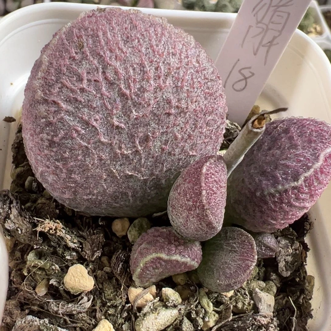哈莫猪肝大苗多肉植物水泡
