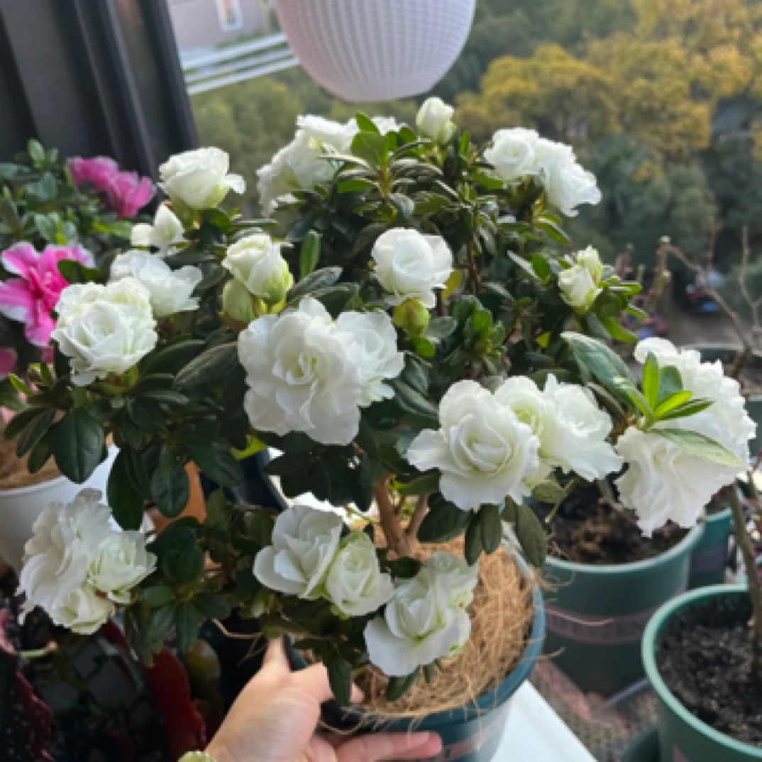 【独杆·婚礼嫁纱】超爆花杜鹃花 白色 带花苞庭院阳台盆栽地栽