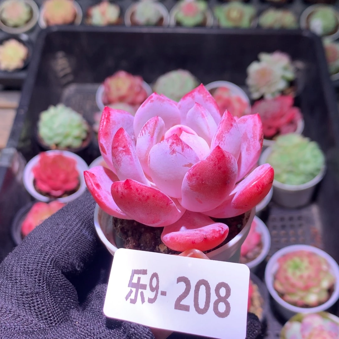 乐然 9-208 橙梦露