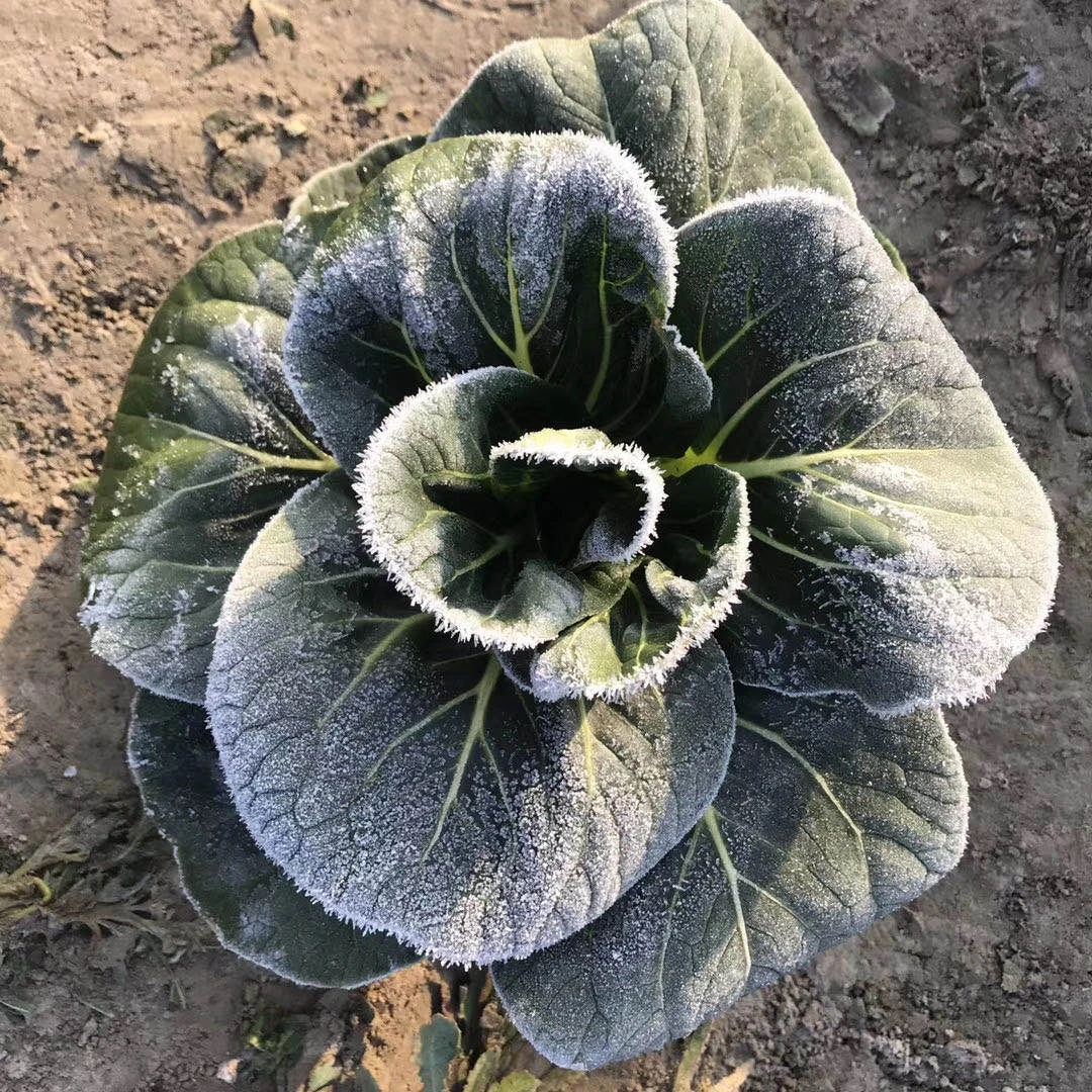 黑甜糯青菜种子 矮棵黑叶青梗菜种籽叶片肥厚口感甜糯耐寒菜籽