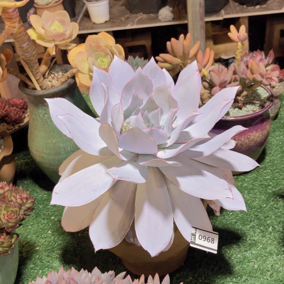 广寒宫多肉植物0968