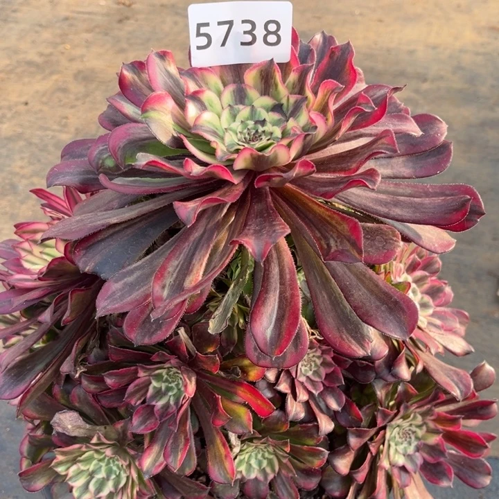 云彩特价多肉发货