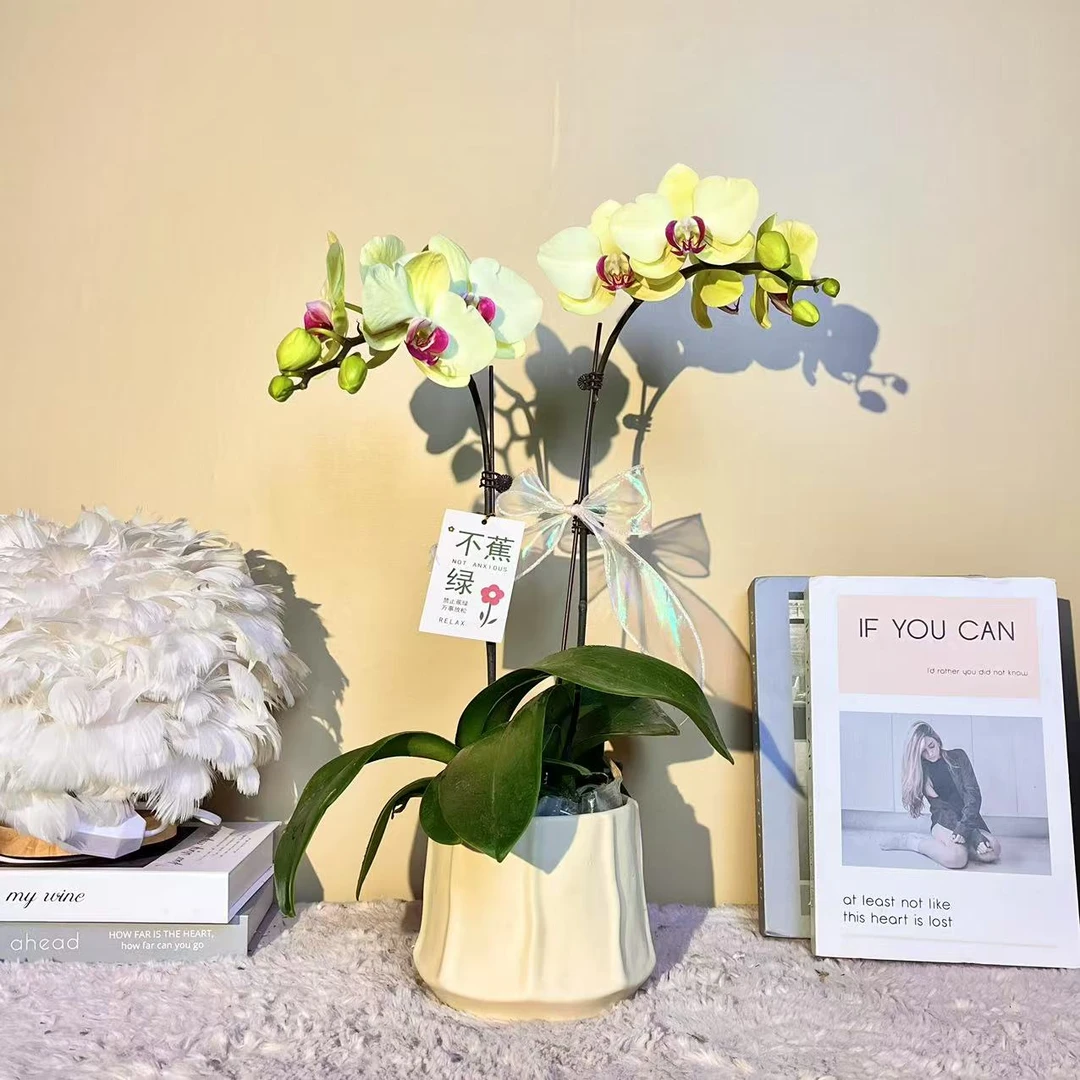 奇迹绿洲 蝴蝶兰 欧品绿色系花瓣  客厅美观带花带花苞