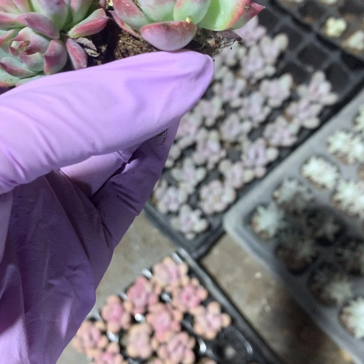 象牙 布鲁兰 樱花 海豹 虞美人