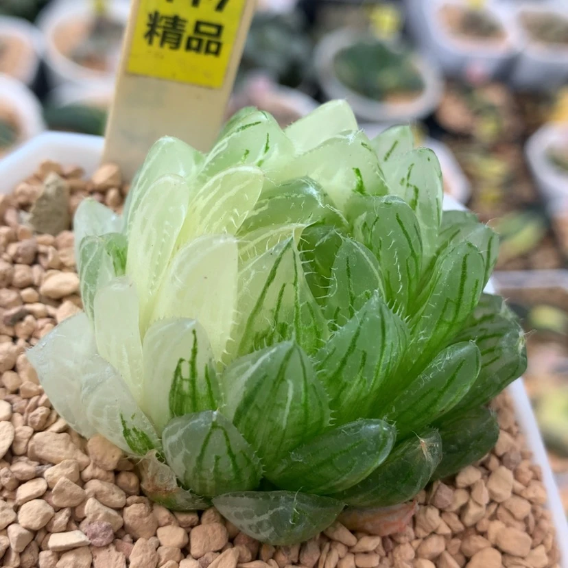 【闪购商品】417樱水晶