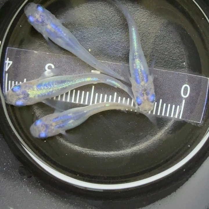 青鳉鱼水滴9号青鳉