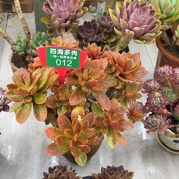 @***忆糖果多肉植物生长012