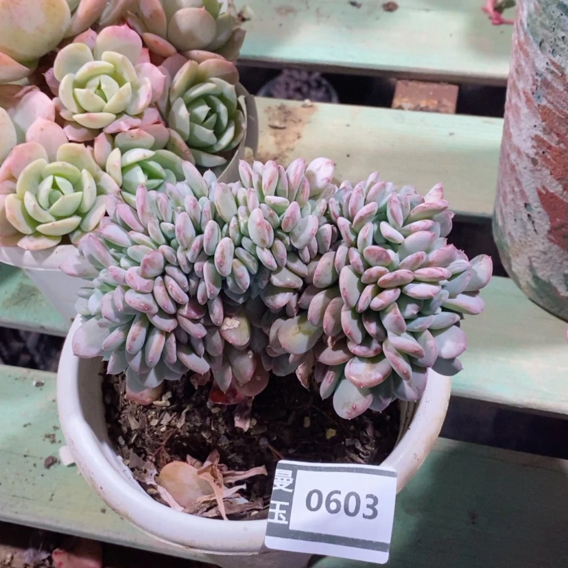 【闪购商品】玛瑙缀0603