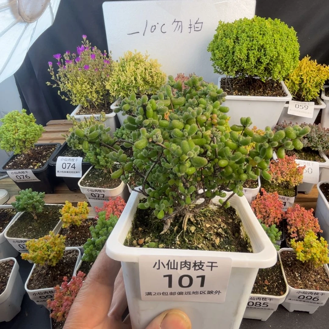 101枝干番杏老桩翡翠