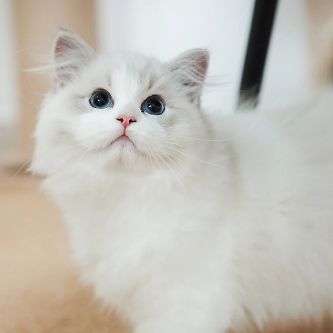 蓝山双色布偶-弟弟|甜美系布偶猫咪活体