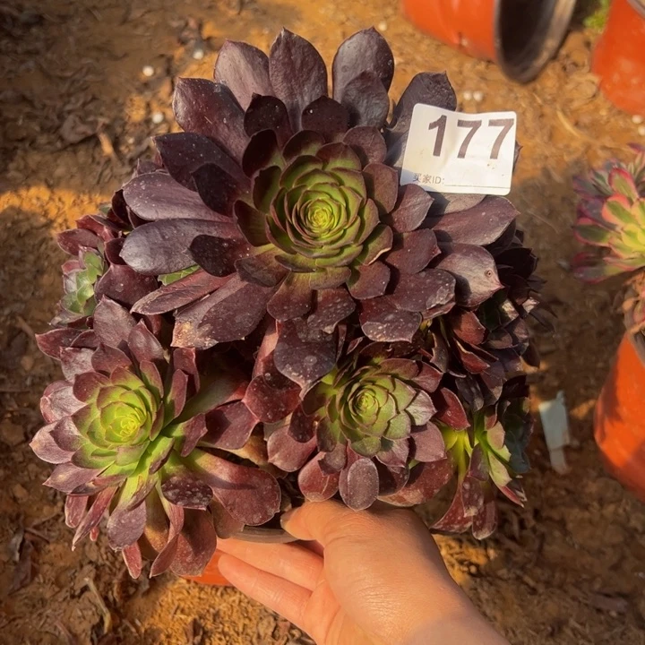 赤炎链多肉植物177