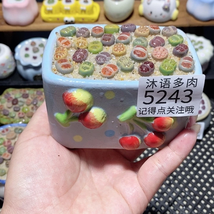 带盆土植物 一物一拍5243