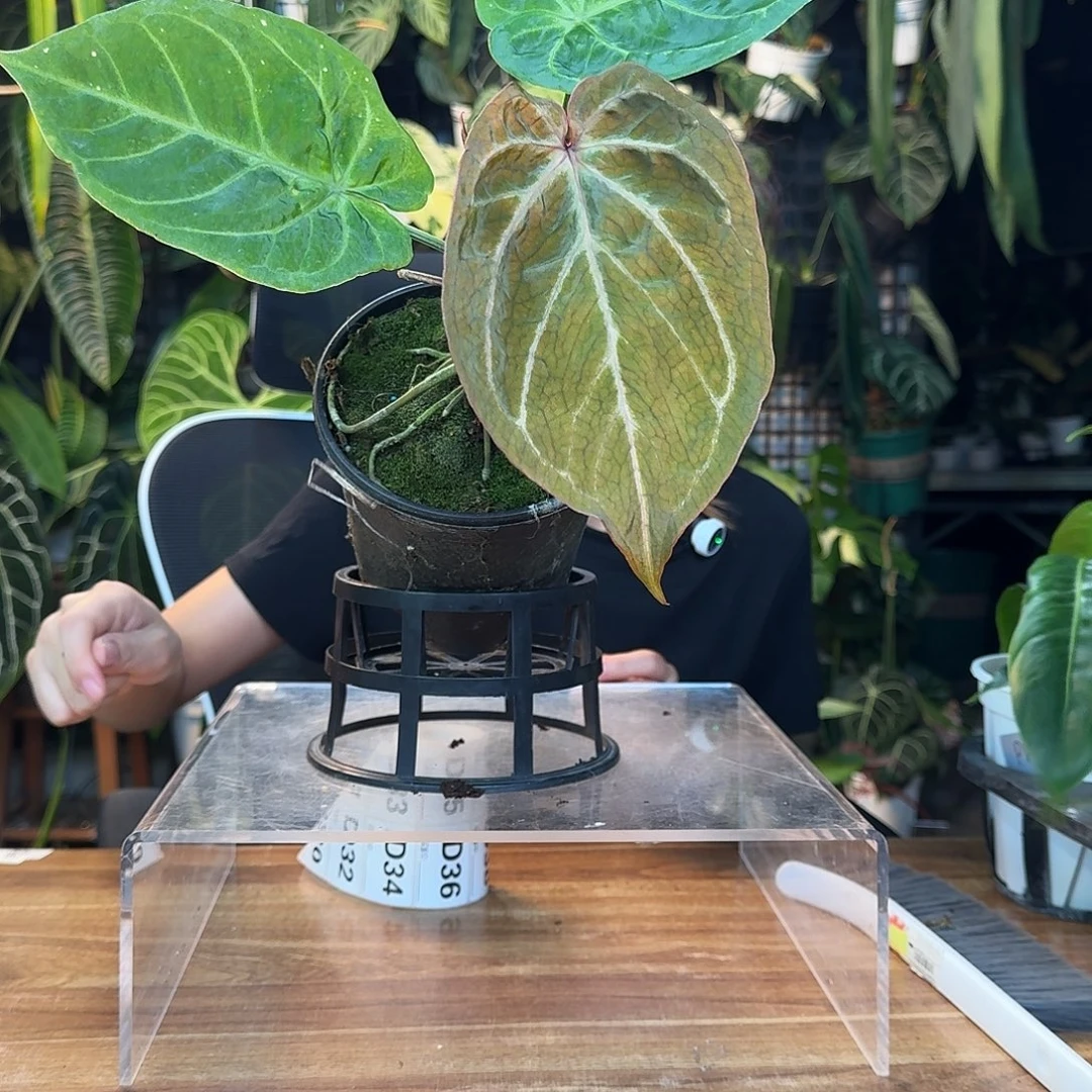 洛***优完全开放一物一拍D28