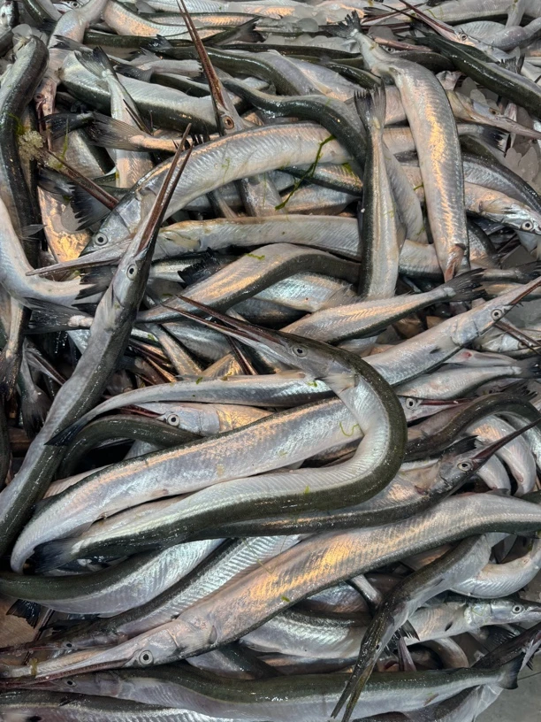 连云港海捕 针良鱼5斤冷冻发货