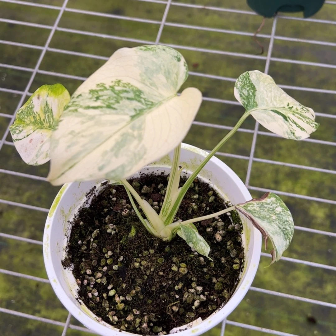 大***山完全开放9612洒金龟背竹