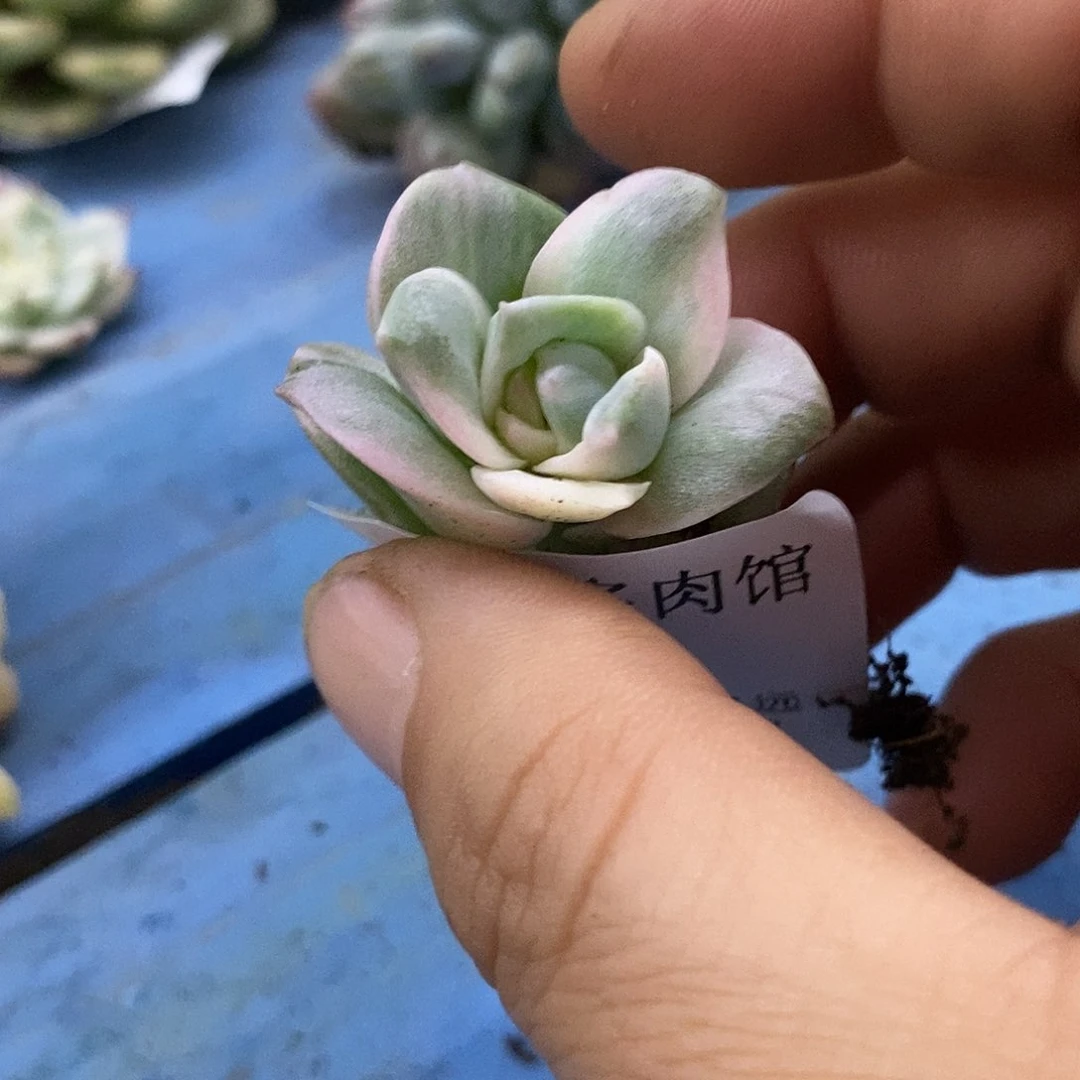 766可爱玫瑰粉锦炸多肉植物