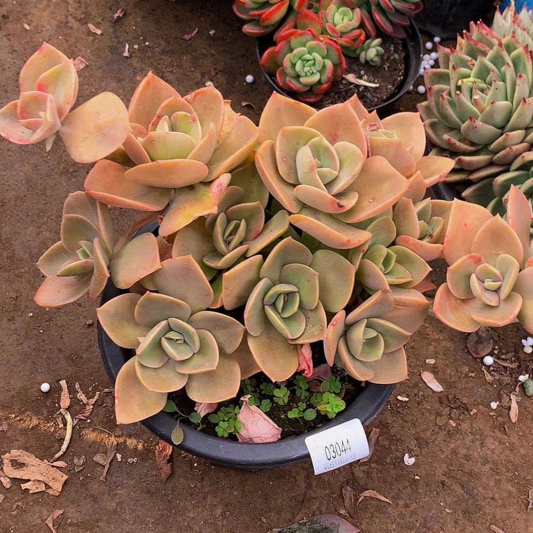 李***3鹤氏03044吨肉多肉