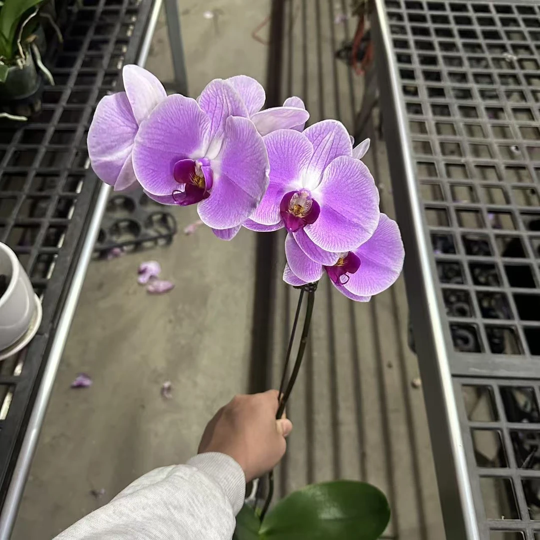 蝴蝶兰《仙桃》大花 带花发货 包邮 种植基地直发非常好养植株