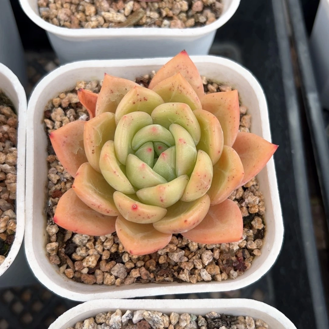 香槟（满38包邮）多肉