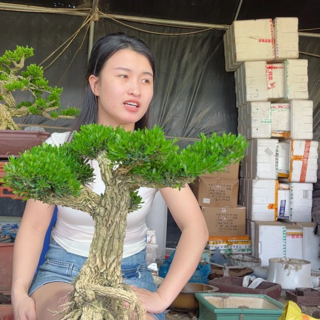 【闪购商品】当前无花朵，栽培后可花朵黄杨盆景