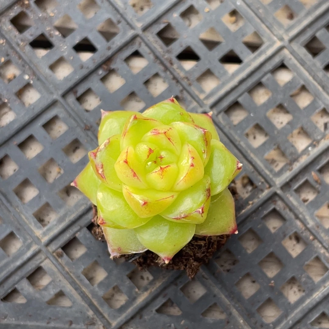 26号糖心冰心珍妮 福