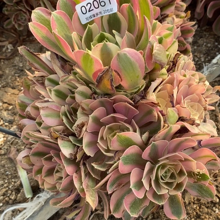02061粉女物多肉植物