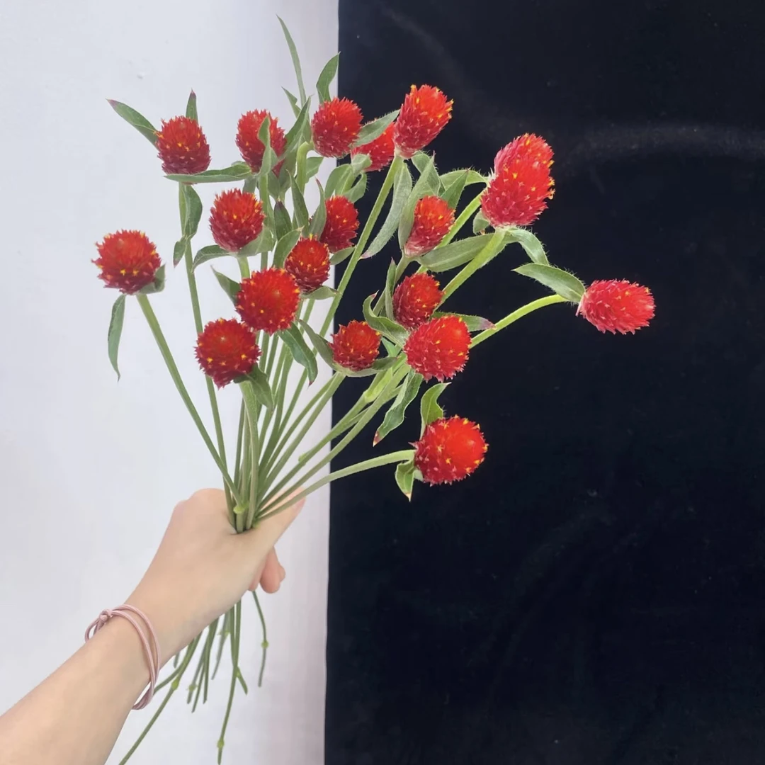 【杨鹏鲜花】红色千日红 百搭花材插画必备“小草莓”云南鲜花包邮