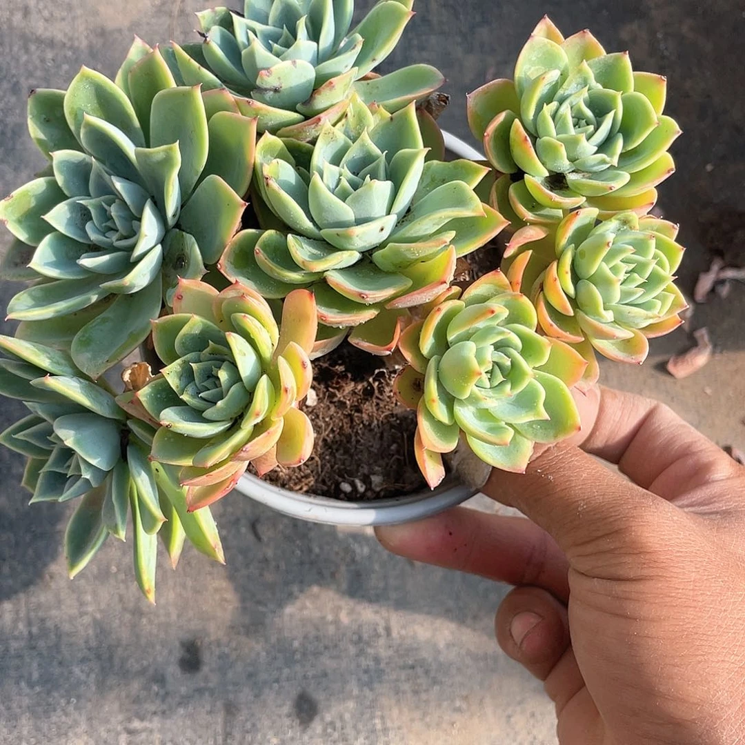 涅***槃三色堇小群生带盆发货
